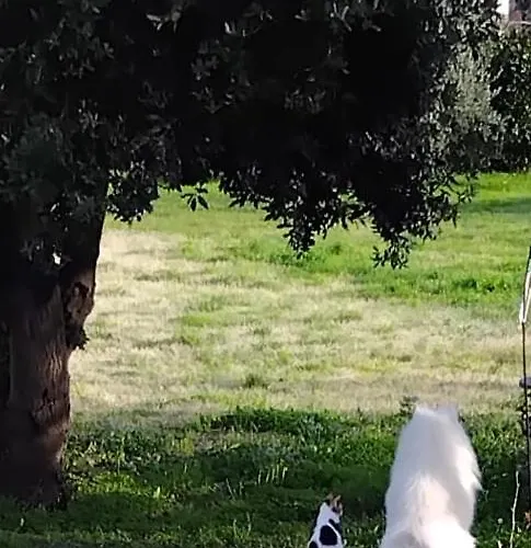 Aiali * Marina di Campo